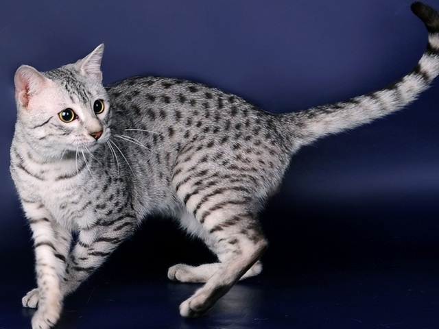 Породы кошек в Западной Двине | ЗооТом портал о животных