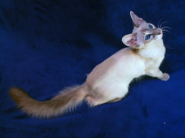 Выведенные породы кошек в Западной Двине | ЗооТом портал о животных