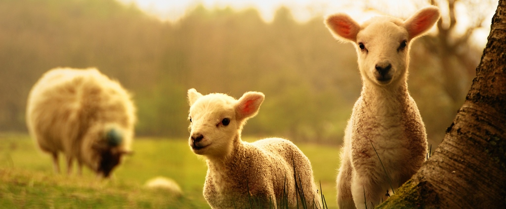 Объявления о сельскохозяйственных животных | ЗооТом - продажа, вязка и услуги для животных в Западной Двине