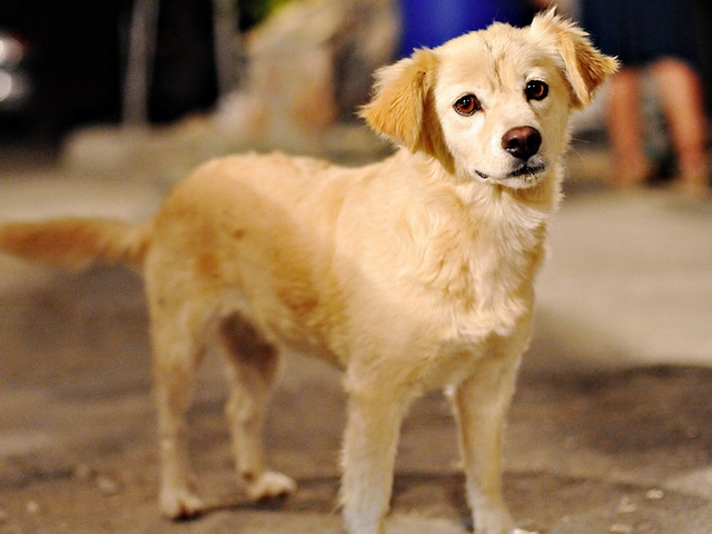 Породы собак в Западной Двине | ЗооТом портал о животных