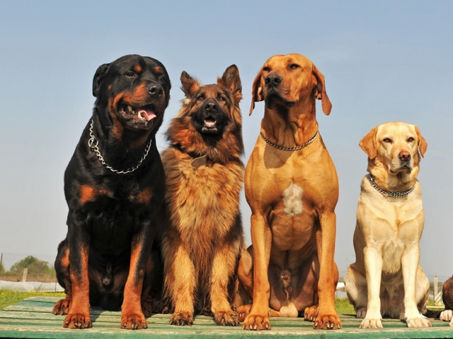 Крупные породы собак в Западной Двине | ЗооТом портал о животных